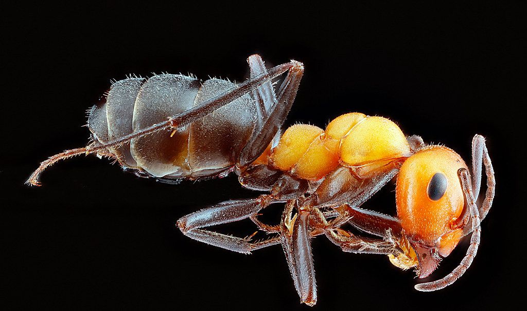 Ant Control service in Portsmouth, NH