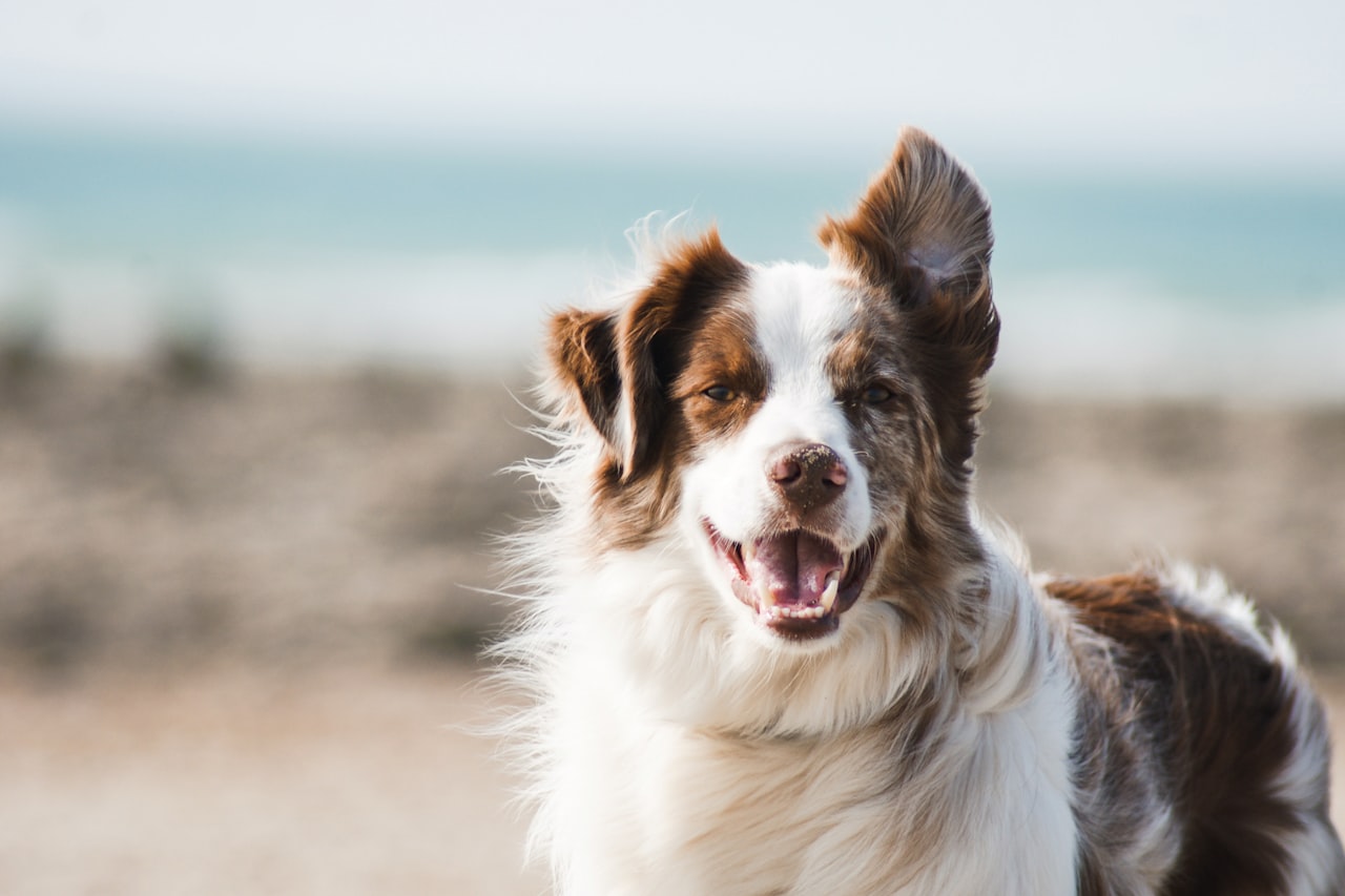 Flea & Tick Control service in Portsmouth, NH