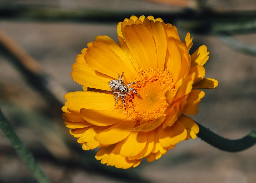 Spider Control service in Portsmouth, NH